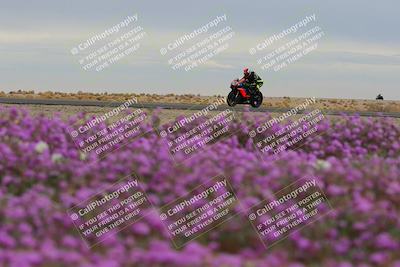 media/Jan-14-2023-SoCal Trackdays (Sat) [[497694156f]]/Turn 14 Exit Bloomig (145pm)/